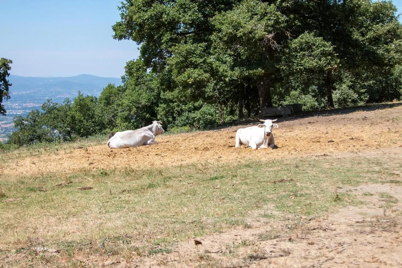 Agriturismo Con Piscina In Toscana, Tribbiano Arezzo Italy